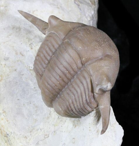 Big Thaleops Trilobite From Wisconsin - World Class Specimen #31720